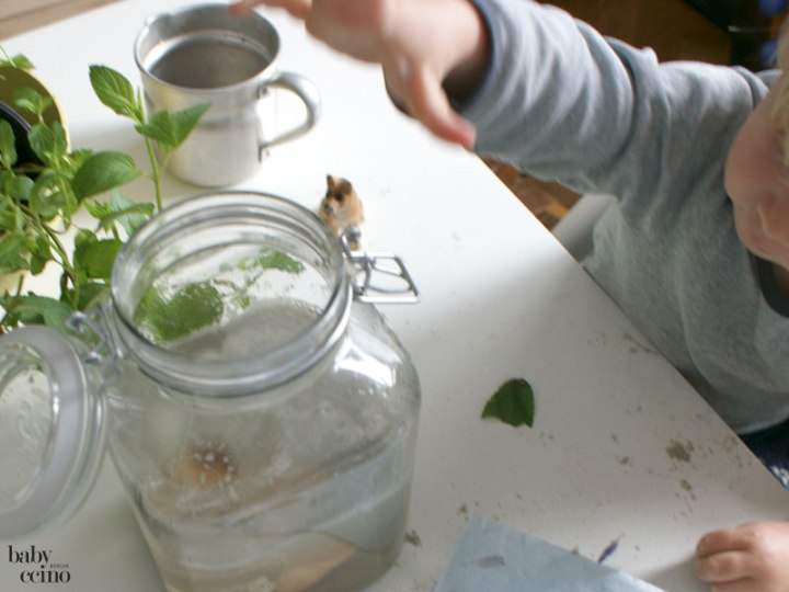 bootimglas-miniaquarium-10