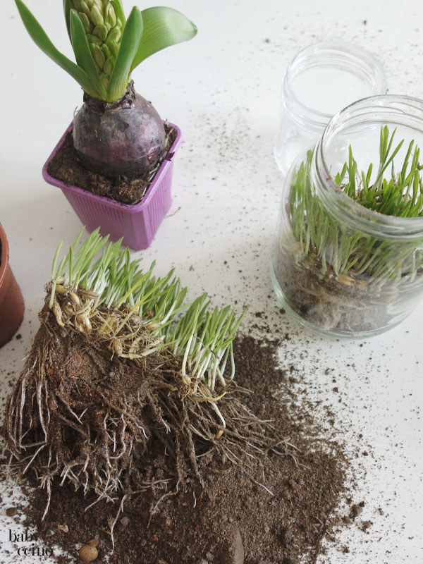 Fruehlingspflanzen-diy-2
